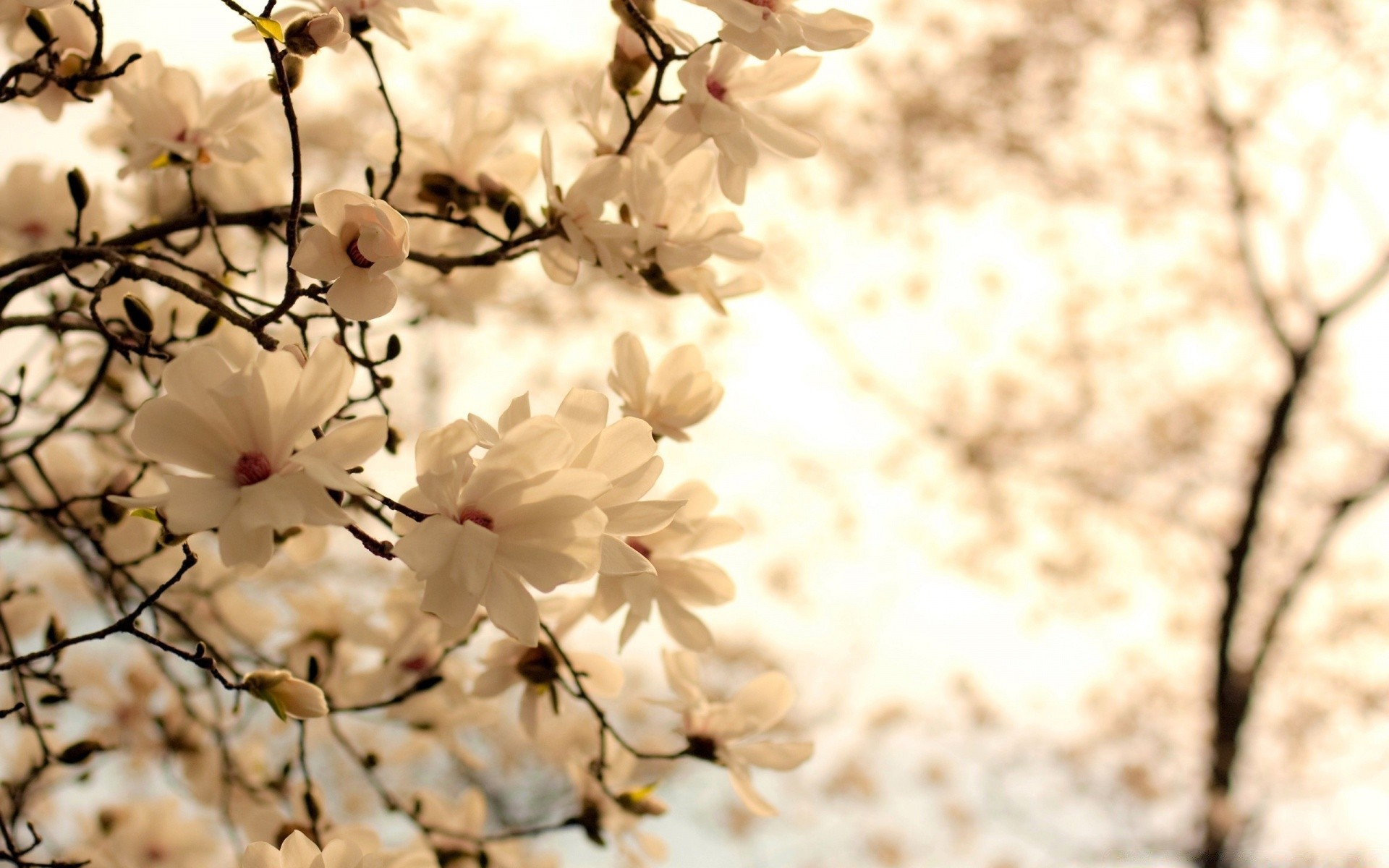 frühling natur kirsche blume baum flora zweig blatt hell jahreszeit wachstum sommer gutes wetter im freien garten schließen