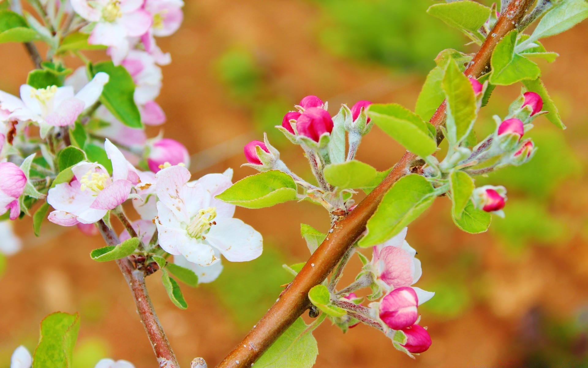 printemps fleur nature flore jardin feuille arbre branche bluming saison pétale floral croissance gros plan été pomme lumineux couleur à l extérieur parc