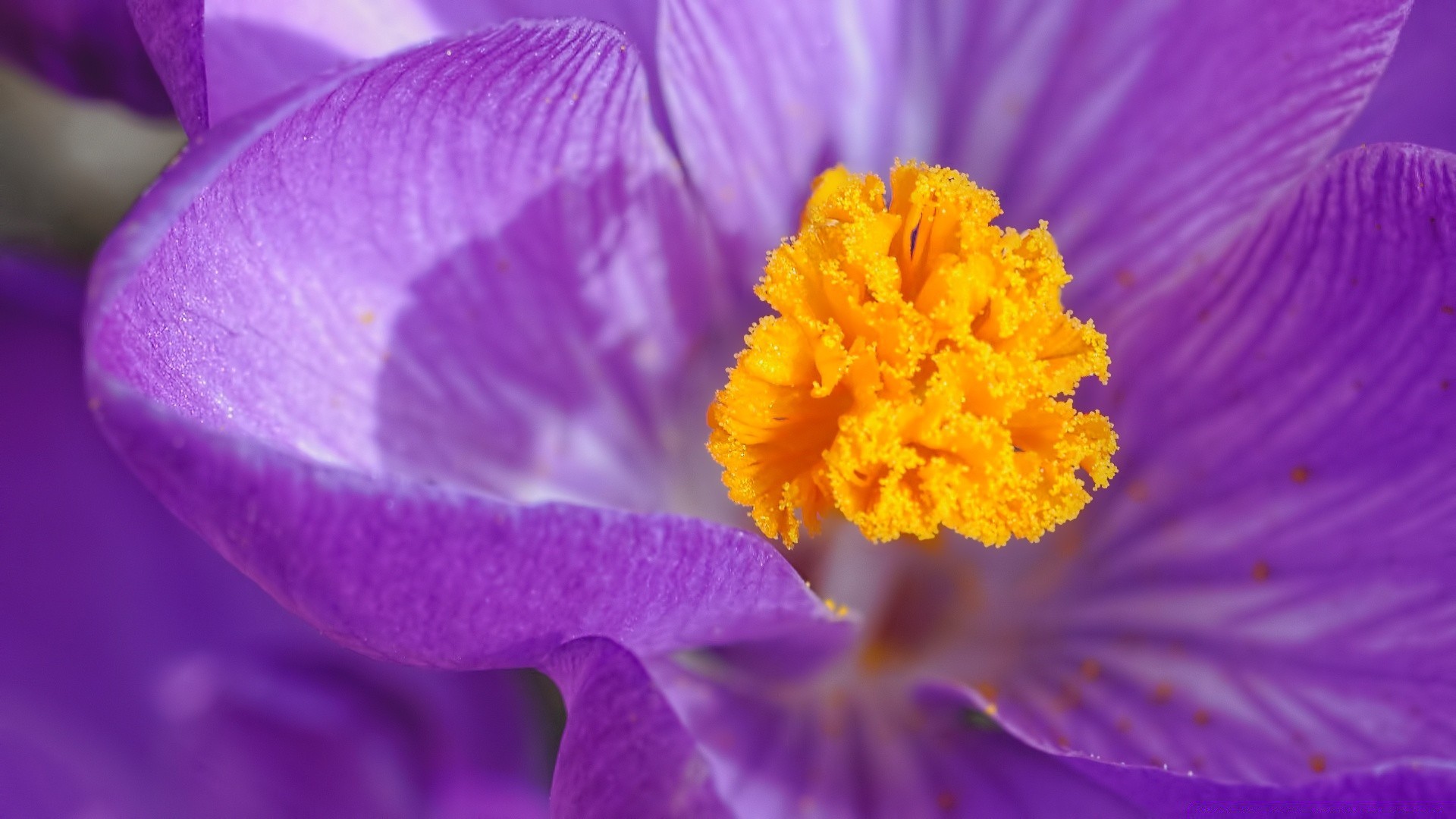 primavera flor natureza flora jardim folha verão cor pétala blooming borrão violet delicado close-up vívido