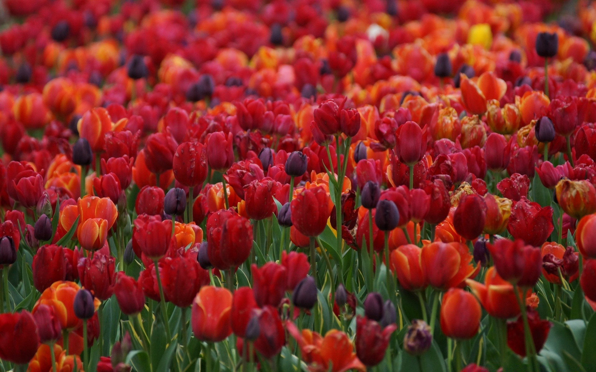 primavera tulipa flor jardim natureza flora floral cor campo folha brilhante pétala blooming verão parque brilhante lâmpada temporada ao ar livre grama