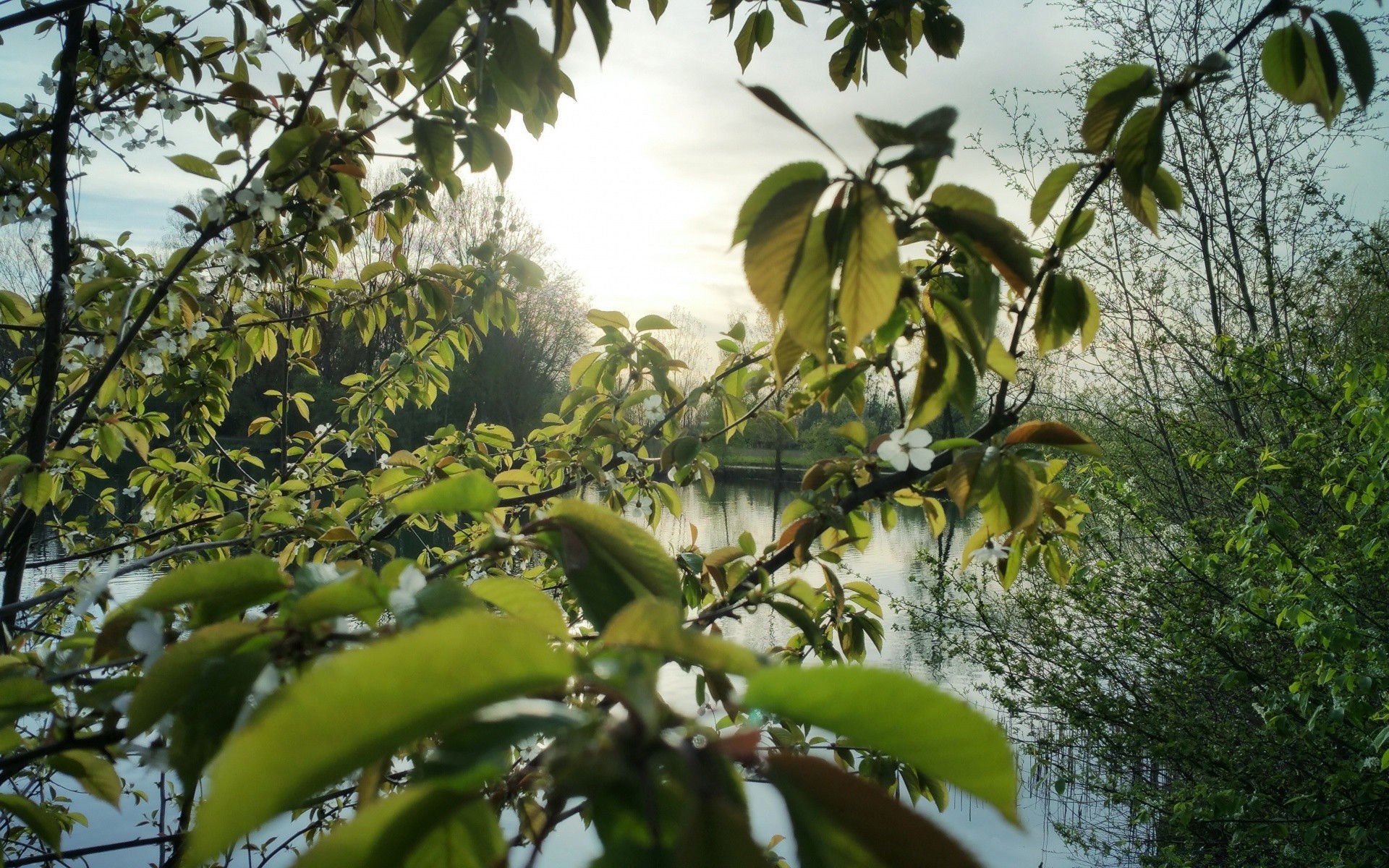 spring tree leaf nature agriculture fruit flora outdoors branch growth food grow fair weather summer garden farm season color wood freshness