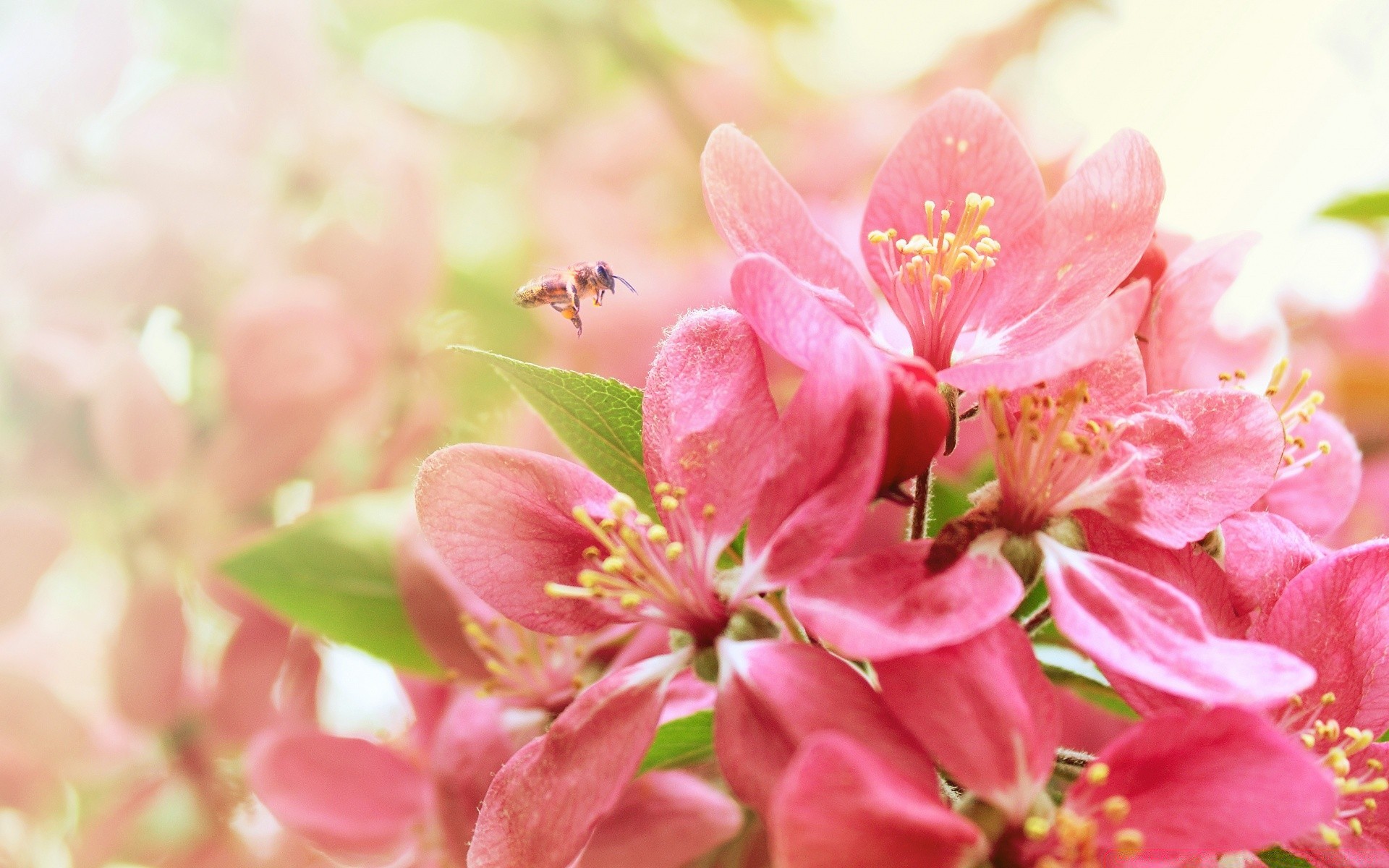 primavera fiore natura flora foglia floreale giardino ramo petalo luminoso crescita estate bloom buddy cherry close-up delicato all aperto stagione colore