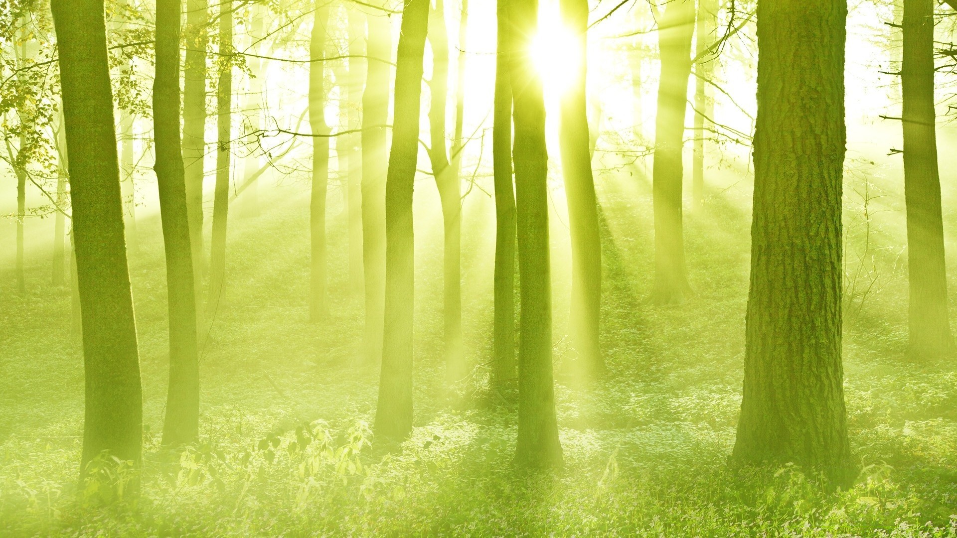 spring wood nature dawn sunbeam leaf sun fair weather mist landscape fog summer grass growth bright fall outdoors tree countryside lush