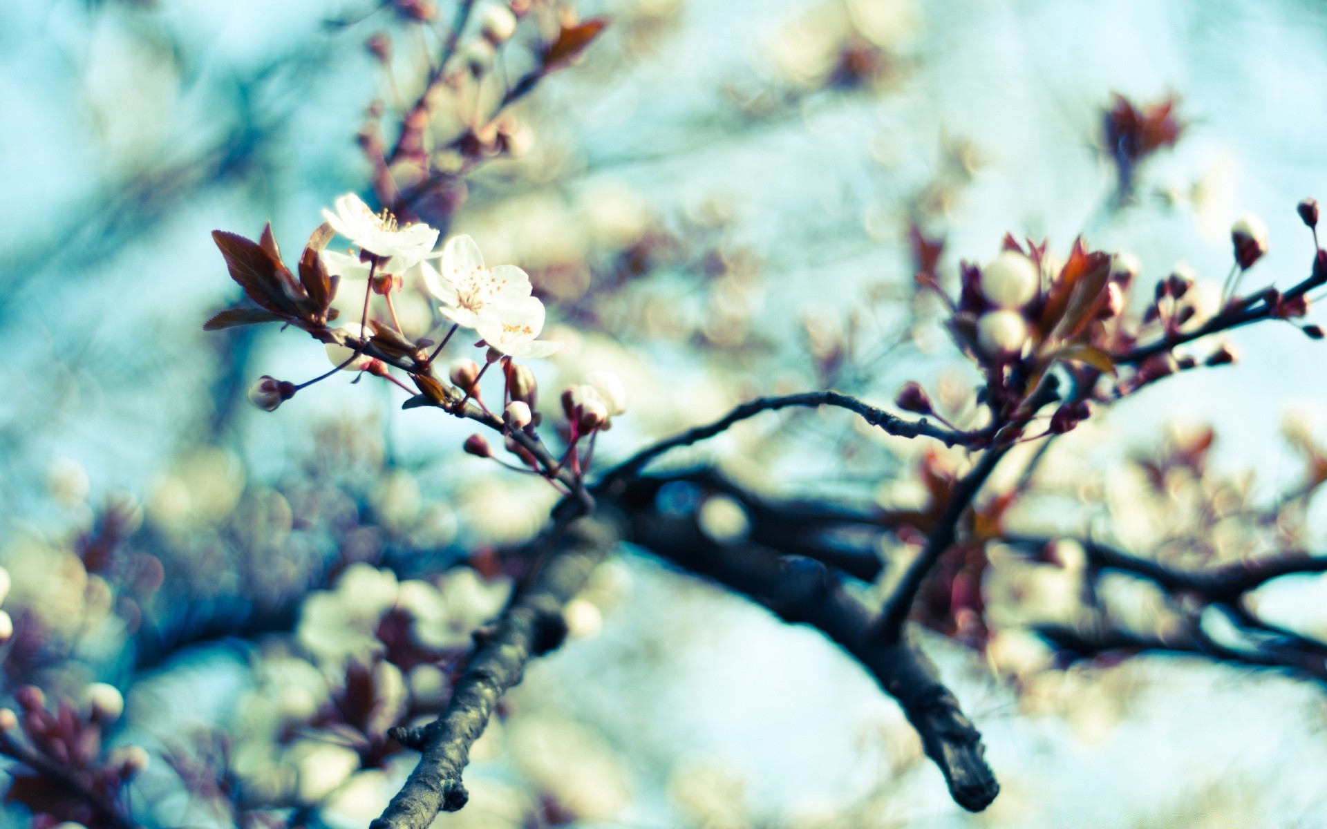 spring tree flower nature outdoors winter branch frost cherry