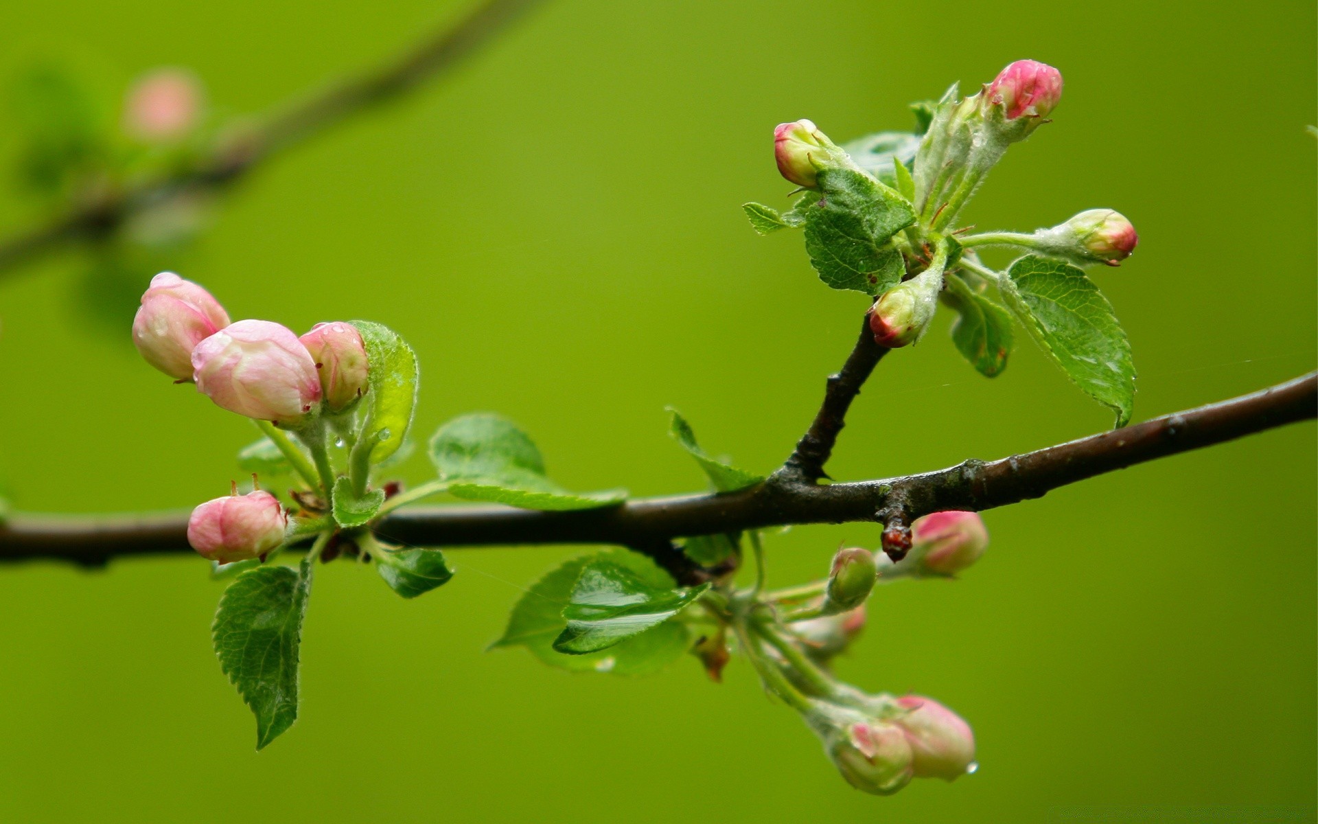 primavera naturaleza rama árbol flor flora hoja jardín amigo crecimiento cereza al aire libre manzana ciruela temporada verano primer plano color fruta parque