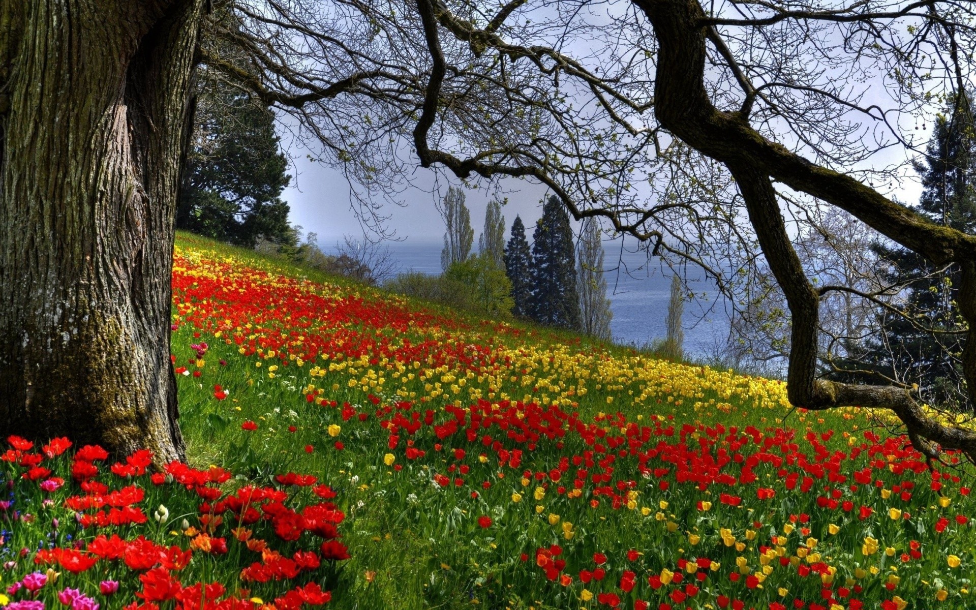 primavera flor árvore natureza paisagem folha parque ao ar livre flora estação crescimento poppy grama jardim tulipa madeira ambiente feno cor