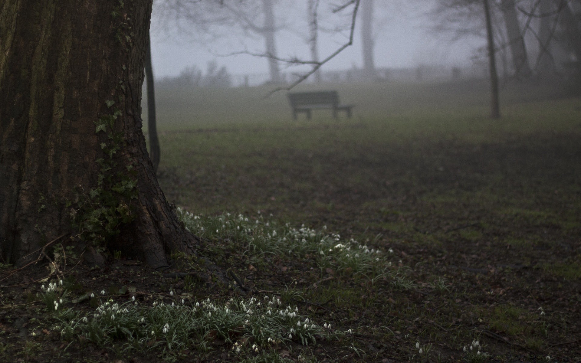 spring landscape tree wood fog environment dawn fall nature weather mist light grass outdoors park rain leaf daylight