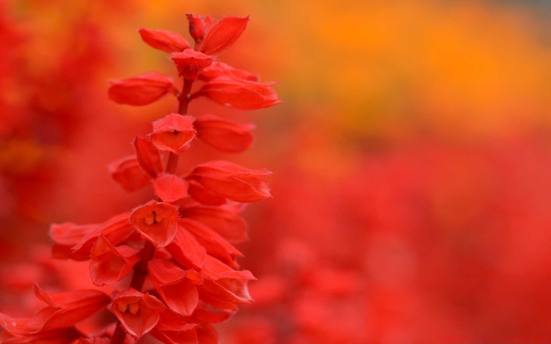 primavera natura fiore foglia flora colore brillante giardino sfocatura stagione estiva all aperto crescita