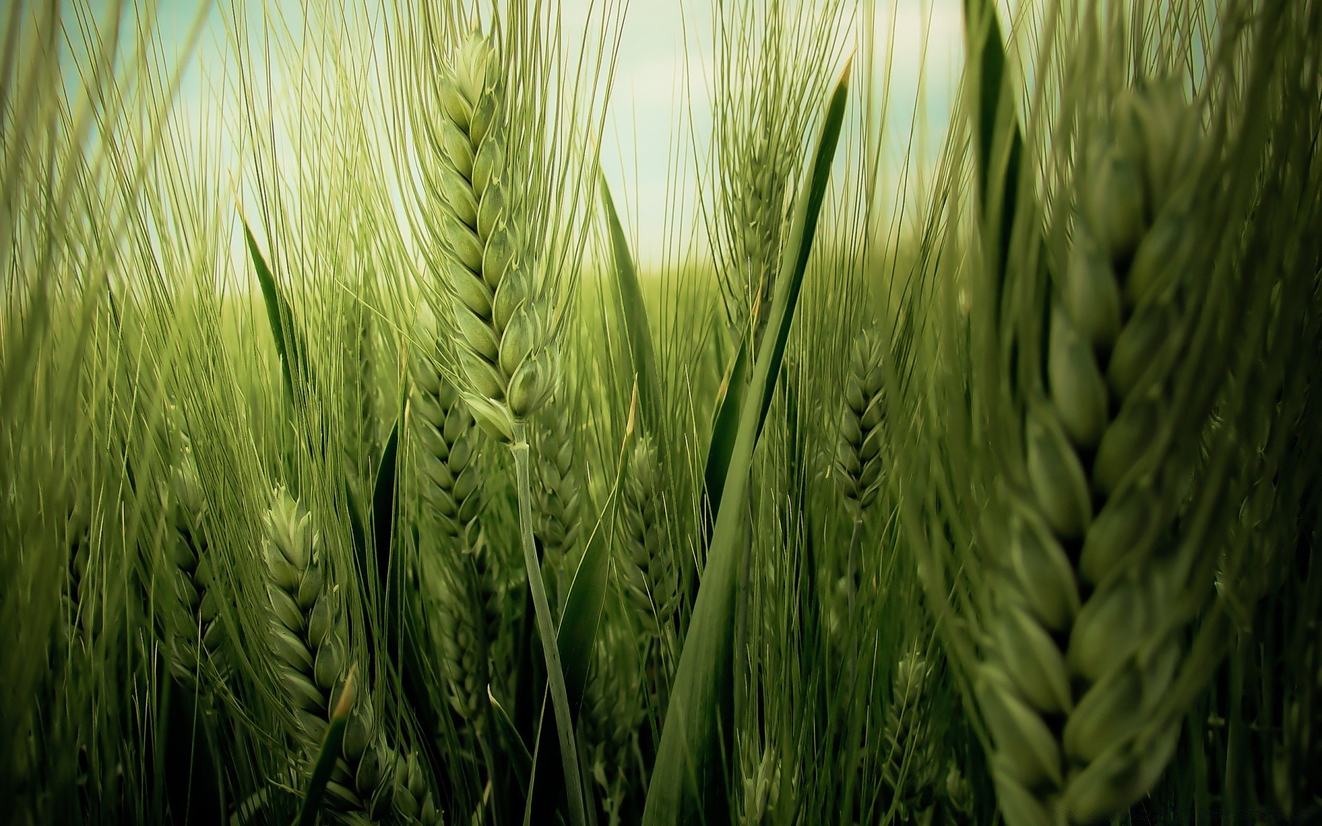 spring wheat cereal pasture bread crop rural growth agriculture rye farm straw barley flora field corn seed summer nature food