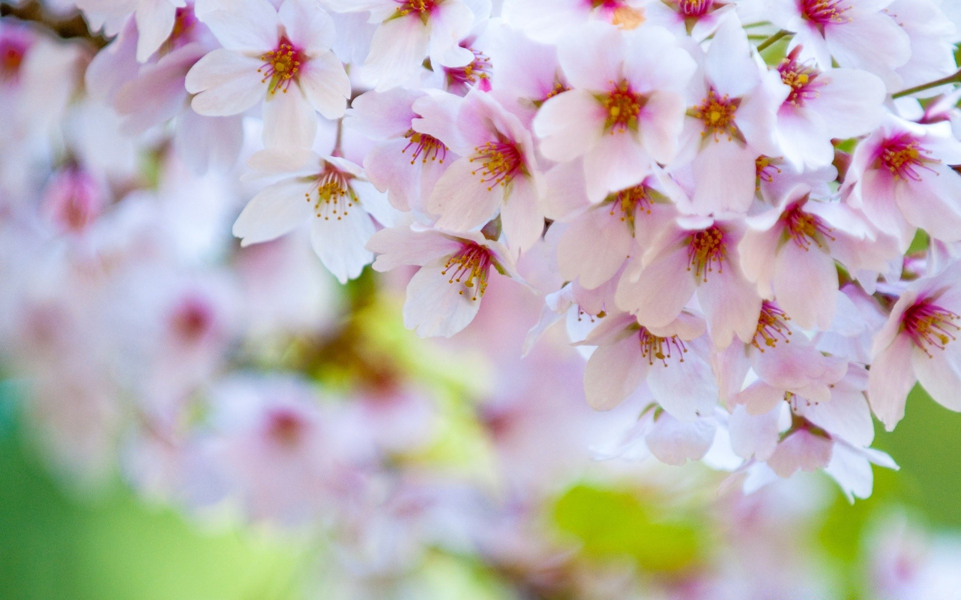 spring flower nature garden flora leaf blooming petal floral cherry summer growth branch bright season bud tree springtime delicate fair weather