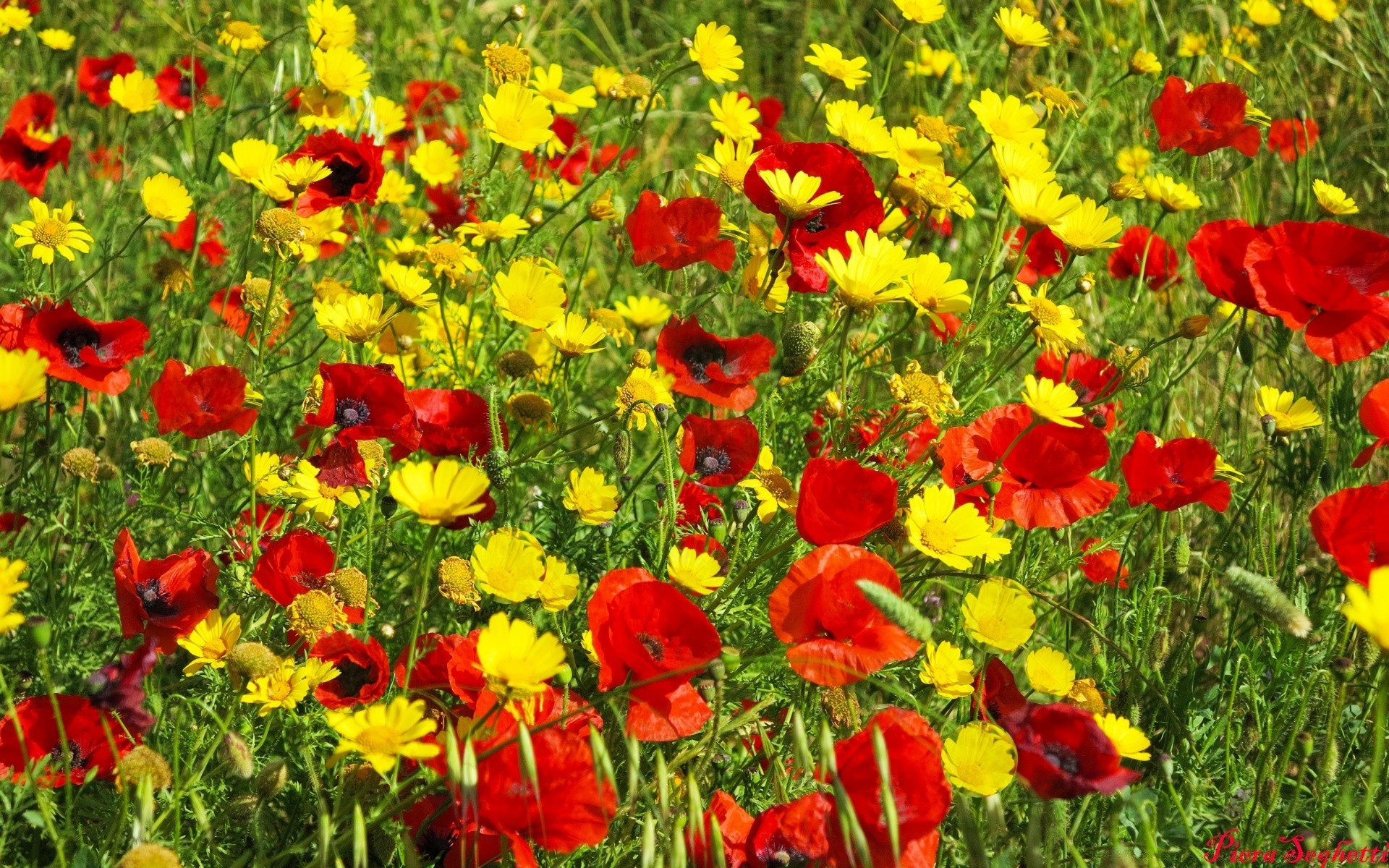 spring flower field flora poppy floral hayfield nature summer petal garden blooming season grass color vibrant bright rural growth leaf sunny