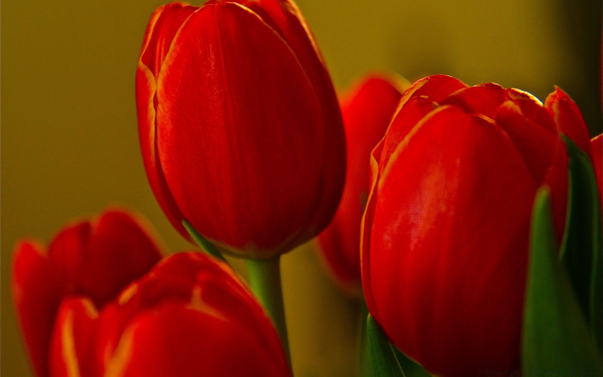 bahar lale çiçek doğa renk yaprak paskalya aşk parlak flora bahçe buket çiçek bulanıklık