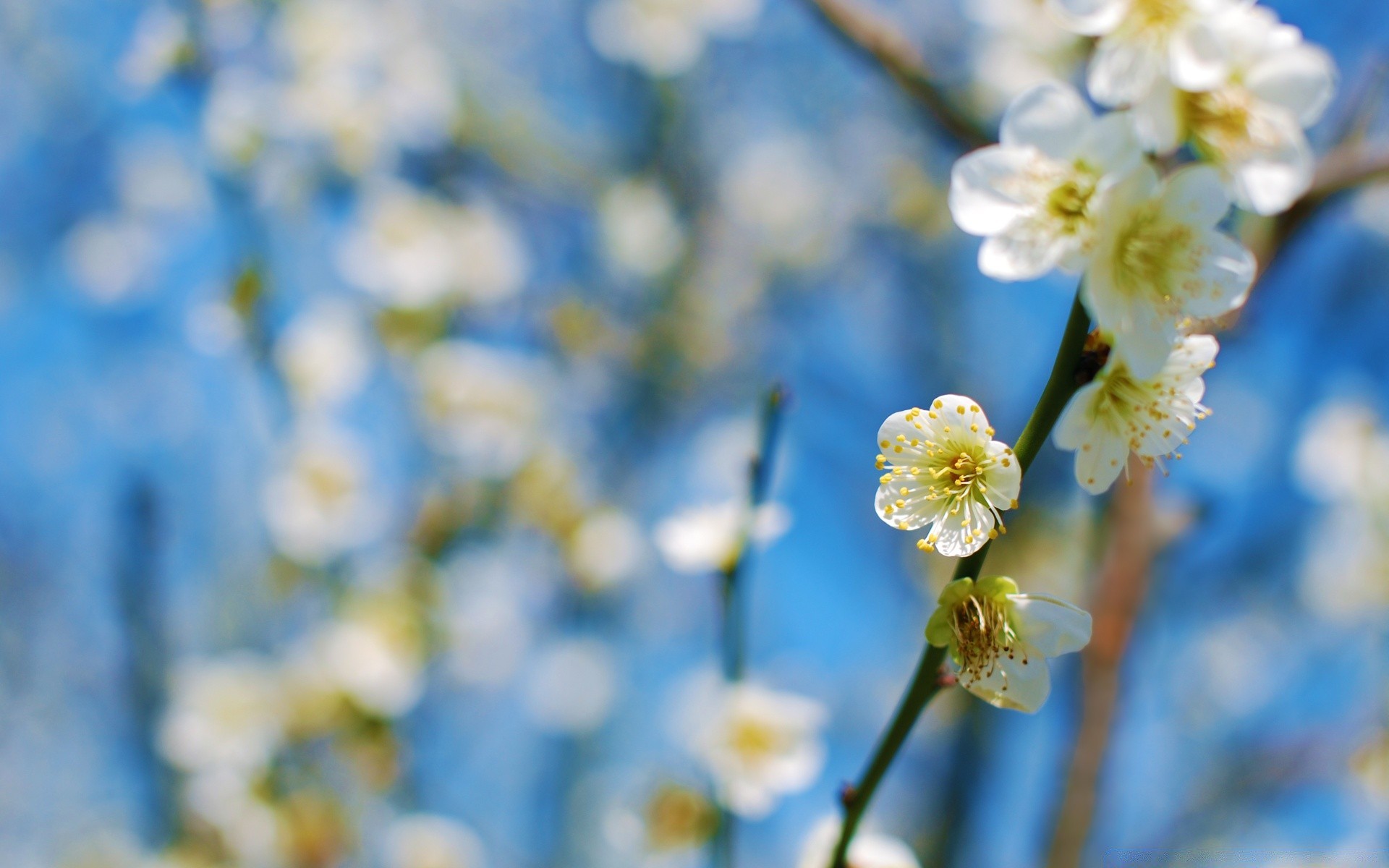 frühling blume natur flora jahreszeit wachstum garten zweig sommer gutes wetter blühen kirsche blatt blütenblatt frühling im freien hell baum sonnig farbe