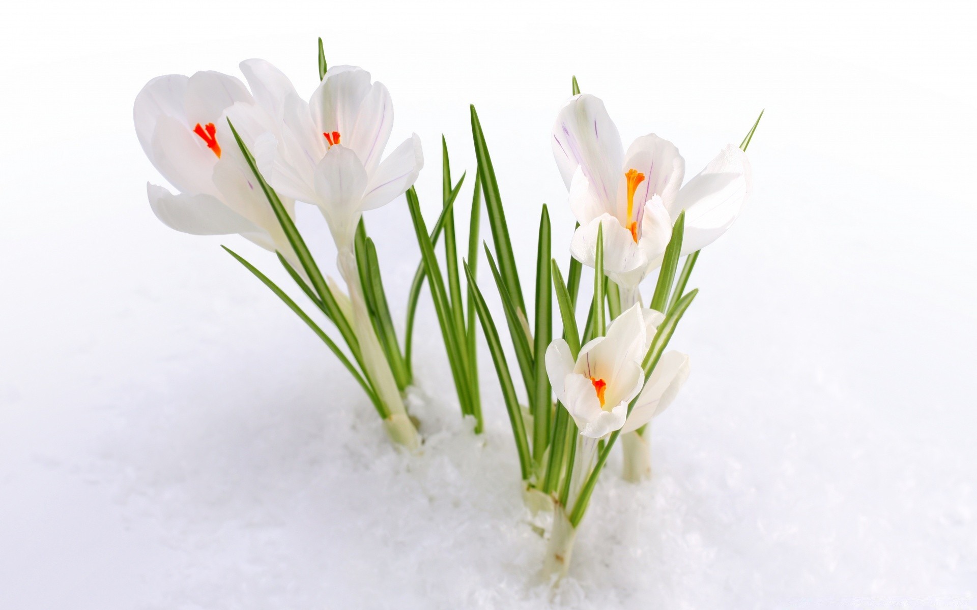 spring nature flower flora leaf close-up isolated petal growth bright season easter floral bouquet head summer love