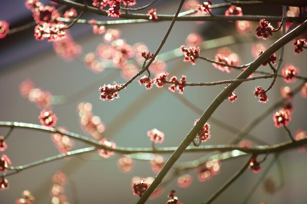 Winter cherry blossoms in spring