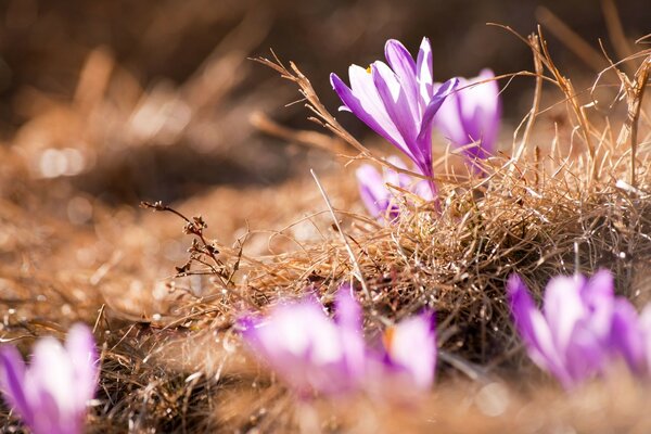 Flores na primavera roxo