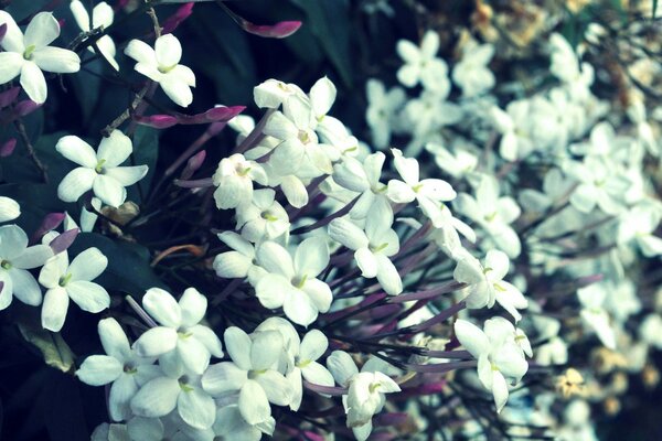 Flores blancas de primavera cerca