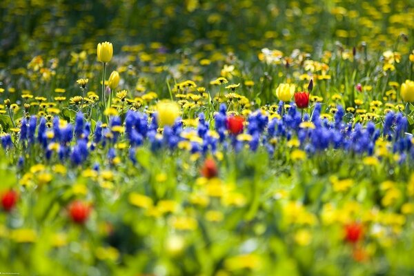 Fleurs dans le champ. Printemps et chaleur