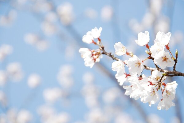 Flor de cerezo y cielo azul