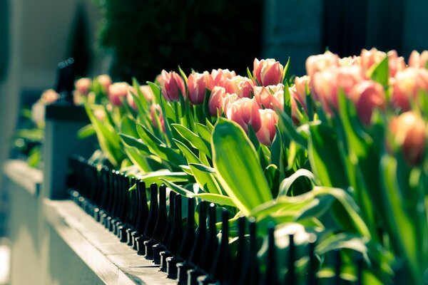 An alley of pink blooming tulips behind a hedge