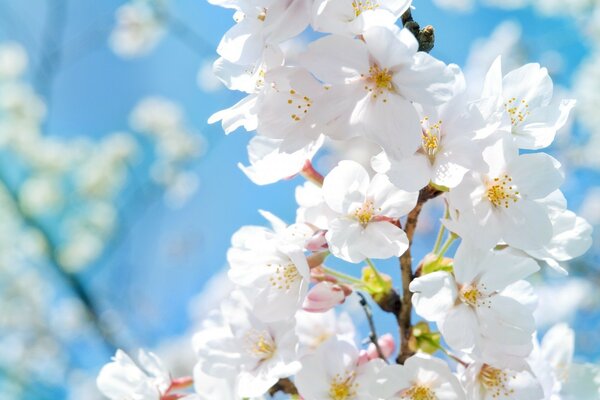 Fleurs de cerisier sur une branche