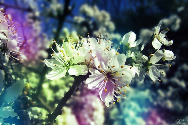 Bluming in the photo. Flowers near