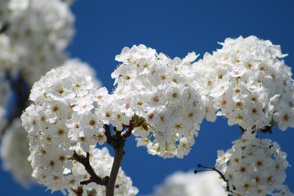 Cherry buds. White blooms