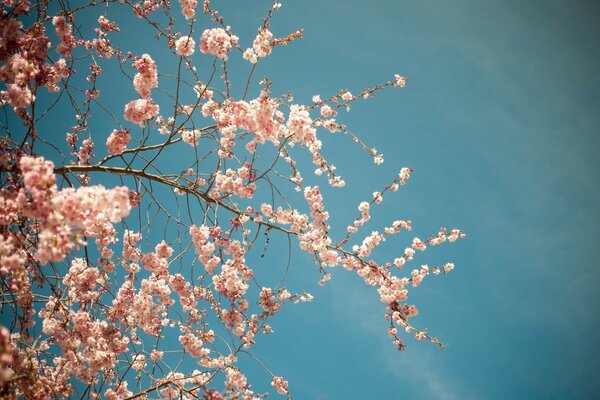 Rami di ciliegio in fiore su uno sfondo di cielo blu