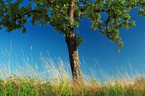 Bright greenery of wild nature