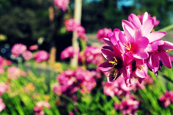 Clareira de flores no jardim da primavera