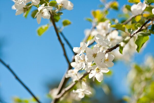 Apple tree branches in white flowers