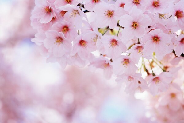 Flor de cerezo. Primavera rosa