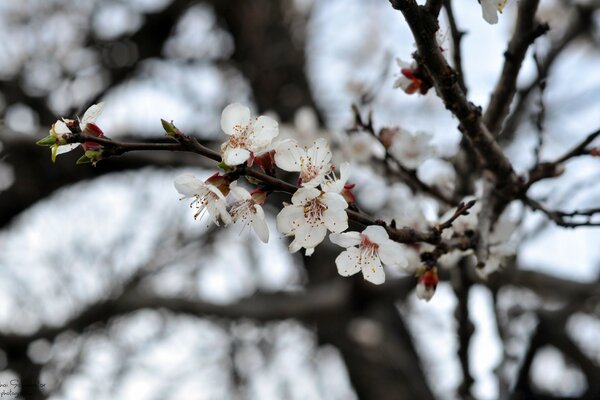 Cherry blossoms on bare branches without foliage