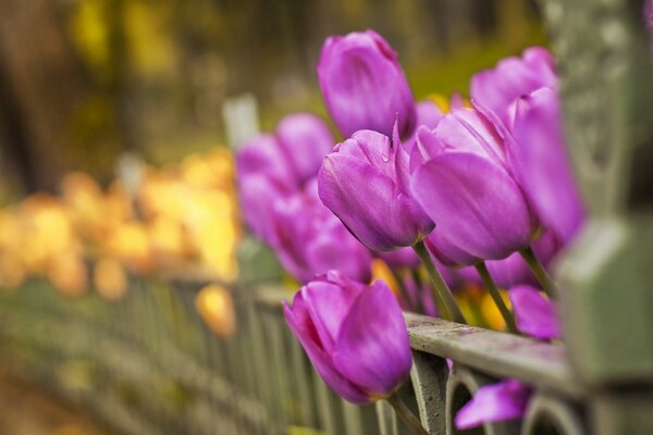 Purple tulips in a spring flower bed