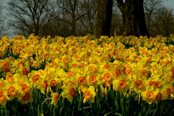 A huge clearing of spring daffodils