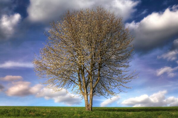 Die kahlen Zweige eines riesigen Baumes