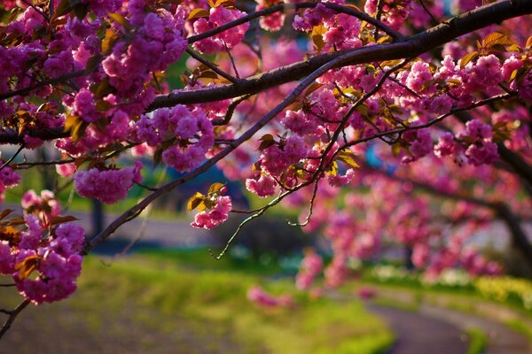 I fiori rosa caldi hanno coperto tutti i corsi degli alberi