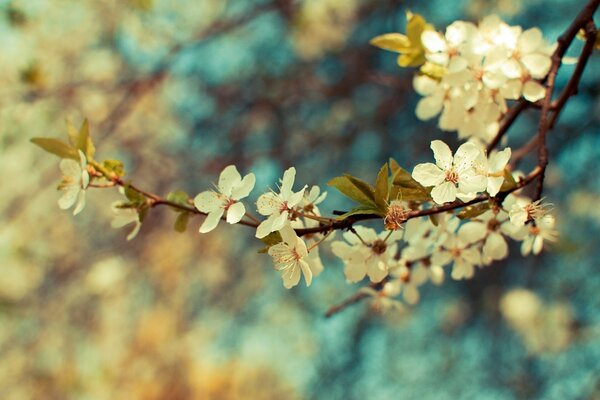 There are white flowers on the branch of an apple tree