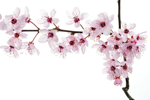 Branche de fleurs de cerisier sur fond blanc