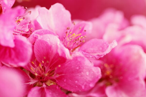 Flores Rosadas sobre fondo rosa