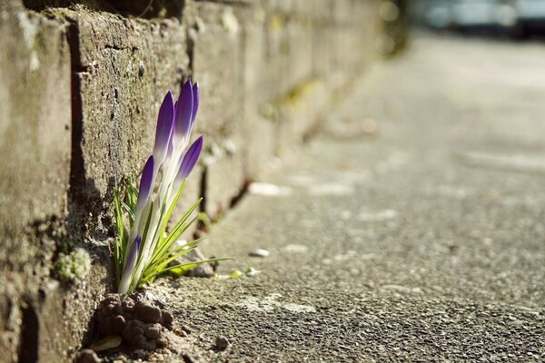 The first flowers broke through the ground