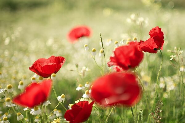 Fleurs de printemps sur le terrain