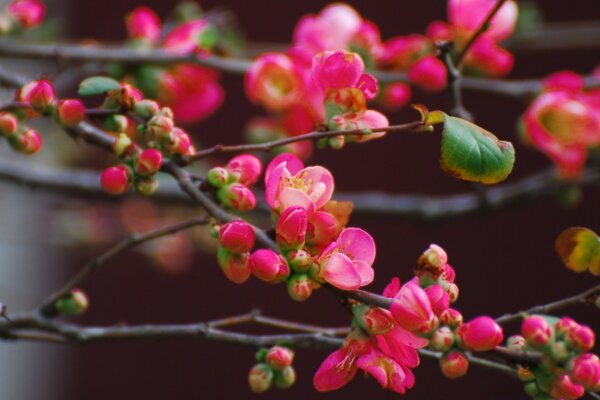 Seedlings on tree branches near