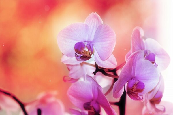 Lilac orchid flowers on a blurry background