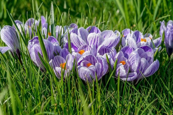 Krokusse im Gras blühen im Frühling