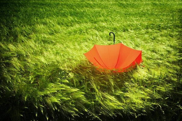 The umbrella is lying on the thick grass