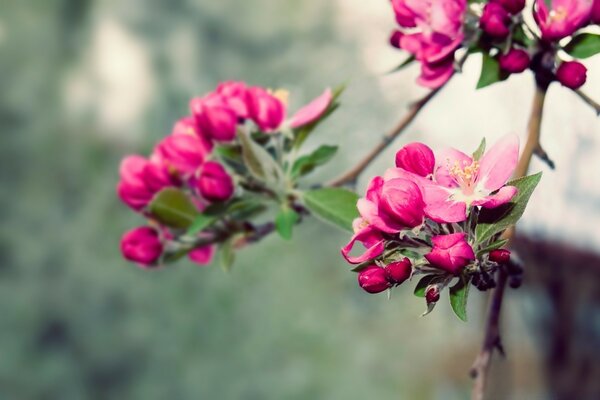 Flores Rosadas en una rama de árbol