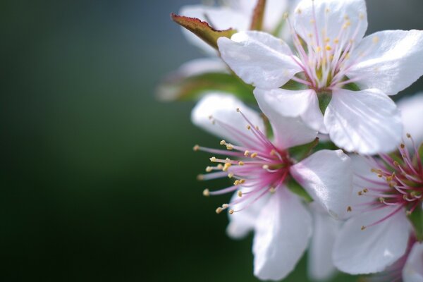 Gros plan de tir de fleurs de cerisier