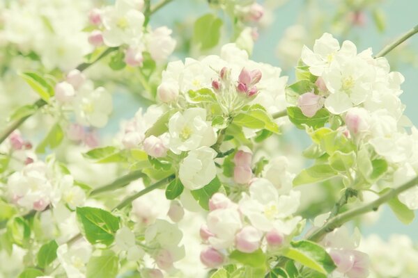 Delicadas flores brancas rosa nos galhos das árvores