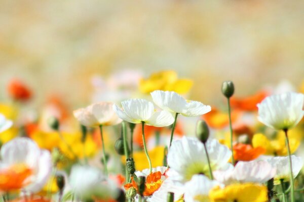 Fleurs rouges jaunes